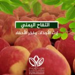 التفاح اليمني إرث الأجداد وفخر الأحفاد