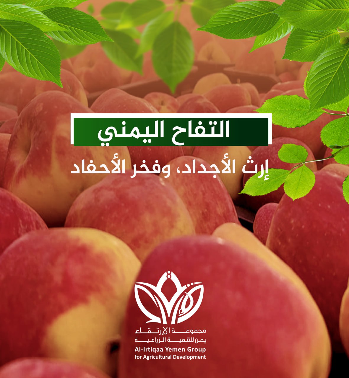 التفاح اليمني إرث الأجداد وفخر الأحفاد