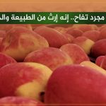 ليس مجرد تفاح..  إنه إرث من الطبيعة والجمال