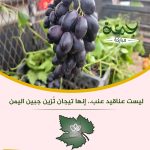جمعة مباركة