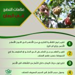 علامات النضج في الرمان