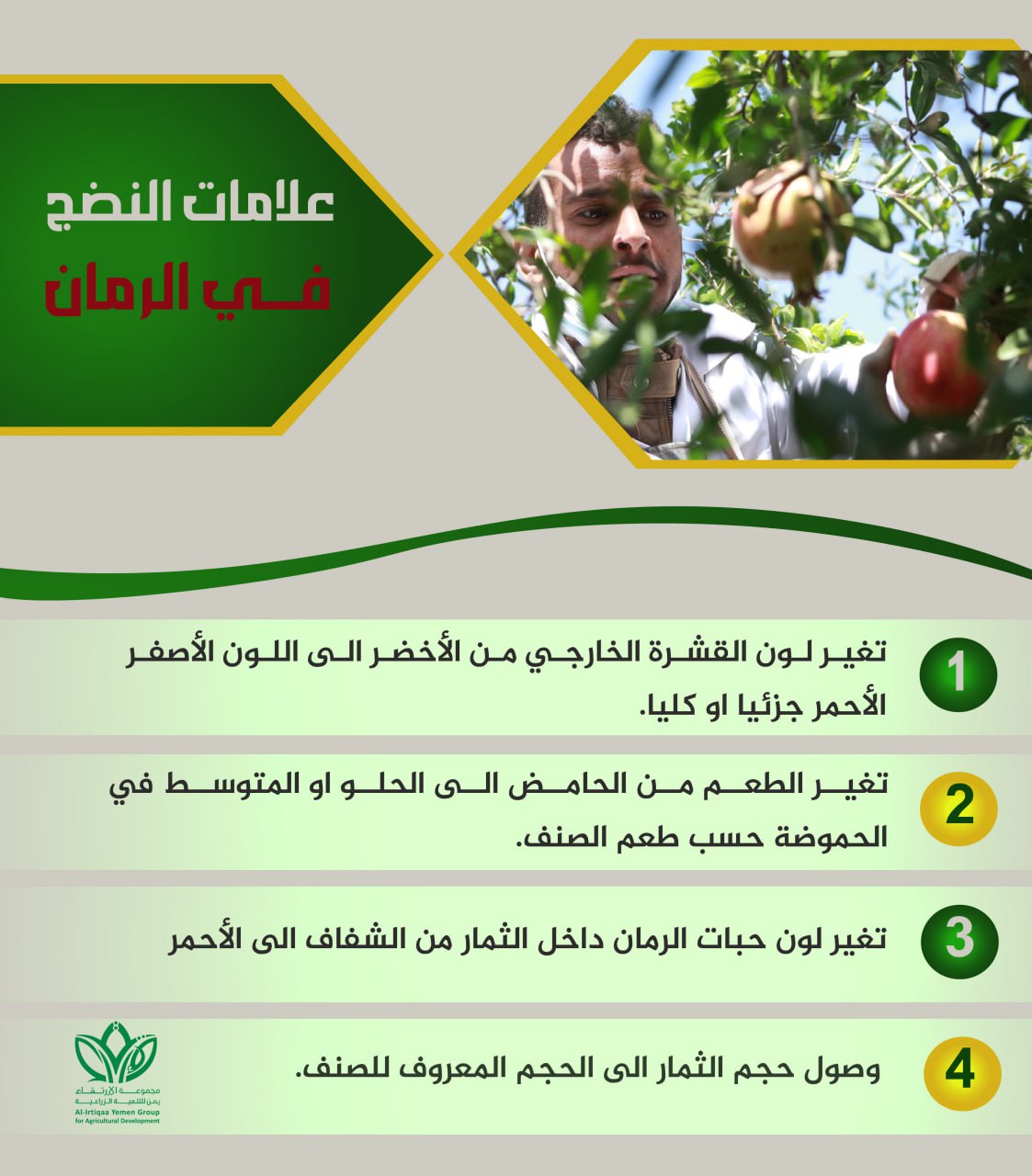 علامات النضج في الرمان