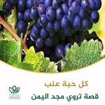 كل حبة عنب.. قصة تروي مجد اليمن