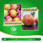 الرمان اليمني