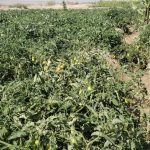 فريق الإرشاد الزراعي يتفقد مزارع الطماطم في مديرية الغيل ويقدم الحلول لمواجهة مرض اللفحة المتأخرة فريق الإرشاد الزراعي يتفقد مزارع الطماطم في مديرية الغيل ويقدم الحلول لمواجهة مرض اللفحة المتأخرة