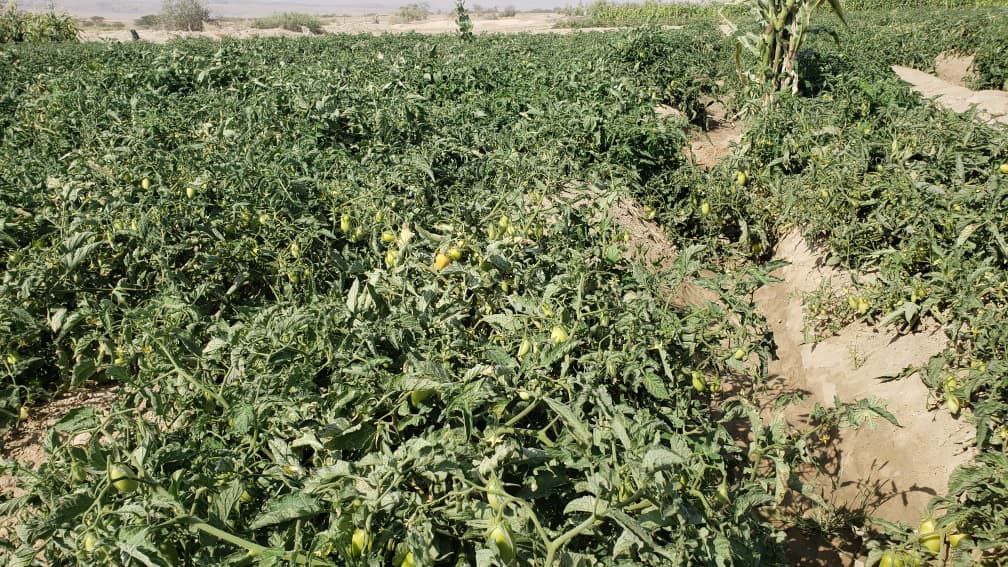 فريق الإرشاد الزراعي يتفقد مزارع الطماطم في مديرية الغيل ويقدم الحلول لمواجهة مرض اللفحة المتأخرة فريق الإرشاد الزراعي يتفقد مزارع الطماطم في مديرية الغيل ويقدم الحلول لمواجهة مرض اللفحة المتأخرة