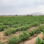 الإرشاد الزراعي ينفذ نزولا ميدانيا لمتابعة محاصيل البطاطس والطماطم بالمتون والزاهر بمحافظة الجوف الإرشاد الزراعي ينفذ نزولا ميدانيا لمتابعة محاصيل البطاطس والطماطم بالمتون والزاهر بمحافظة الجوف