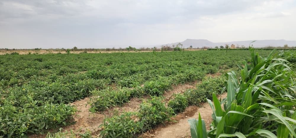 الإرشاد الزراعي ينفذ نزولا ميدانيا لمتابعة محاصيل البطاطس والطماطم بالمتون والزاهر بمحافظة الجوف الإرشاد الزراعي ينفذ نزولا ميدانيا لمتابعة محاصيل البطاطس والطماطم بالمتون والزاهر بمحافظة الجوف