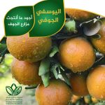 اليوسفي الجوفي اليوسفي الجوفي