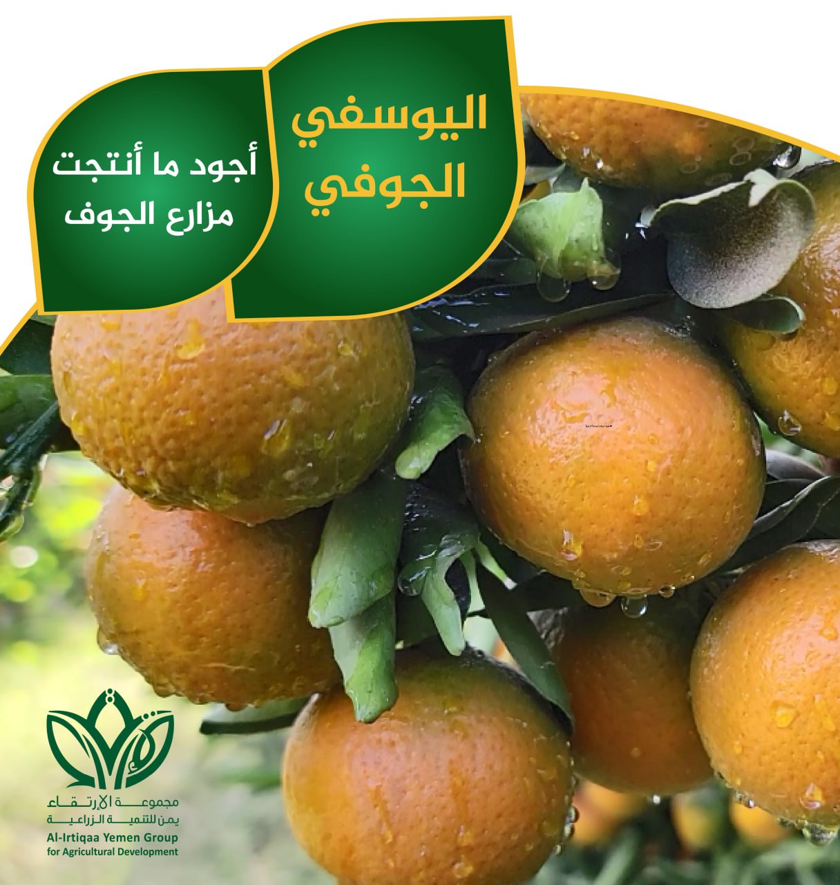 اليوسفي الجوفي اليوسفي الجوفي